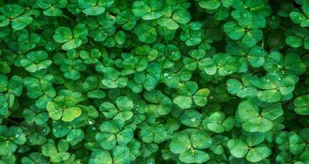 Los colores para Tauro - TauroHoy.net